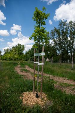 Újonnan ültetett fa a Petényi Salamon János Arborétumnál.