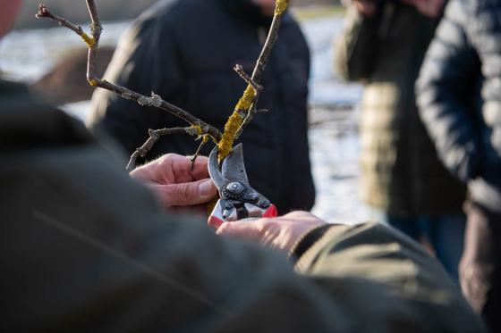 A metszőolló helyes használatának bemutatása