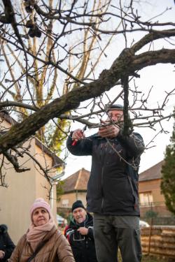 A gyümölcsfa metszése