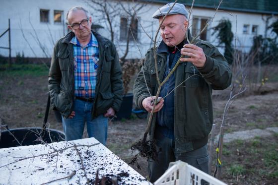 Ádám Attila István főkertész a gyökérzet metszését mutatja.