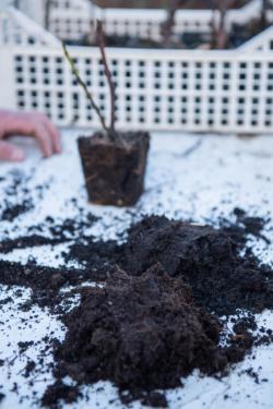 Egy marék humusz szétszórva az ültetőasztalon.