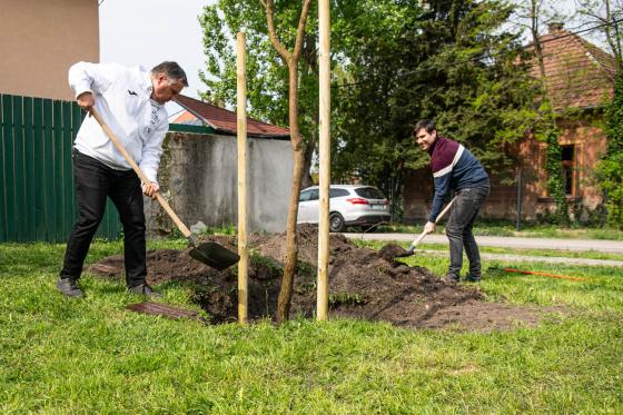 Kovács Péter polgármester is ültetett fát az unokájának