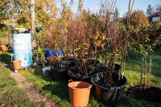 Őszi lakossági gyümölcsfaosztás a Karát utcában, számos venyige.