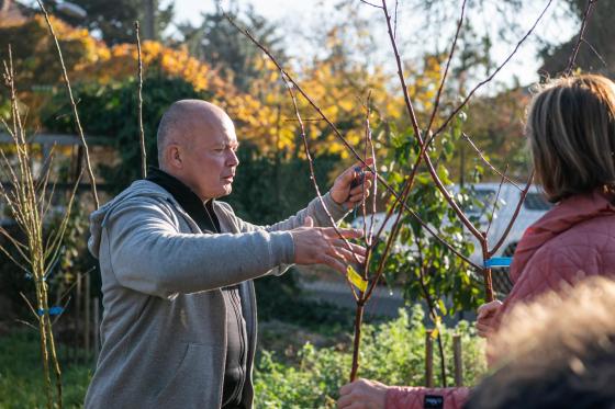 Őszi lakossági gyümölcsfaosztás a Karát utcában, Ádám Attila István főkertész átad egy csemetét.
