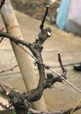 Megmetszett szőlőtőke