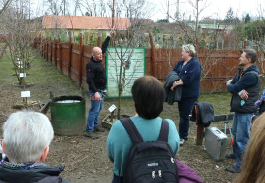 Ádám Attila István főkertész oktatást tart a gyümölcsfák metszéséről emberek gyűrűjében.
