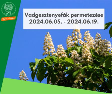 Vadgesztenyefák permetezése 2024.06.05. - 2024.06.19.