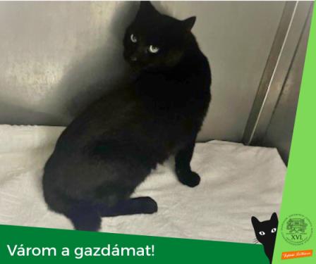fekete macska kennelben - várom a gazdámat