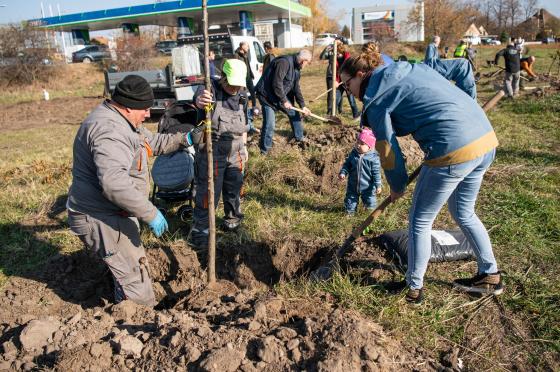 Családok faültetés közben