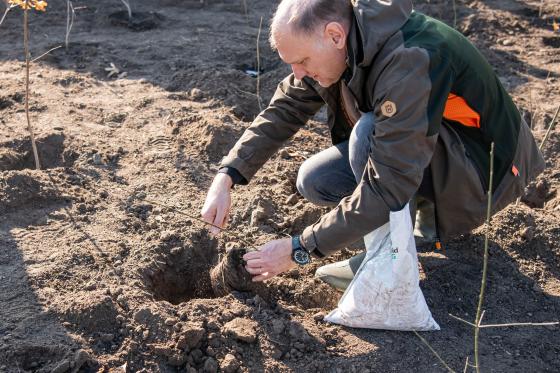 Szász József alpolgármester faültetés közben