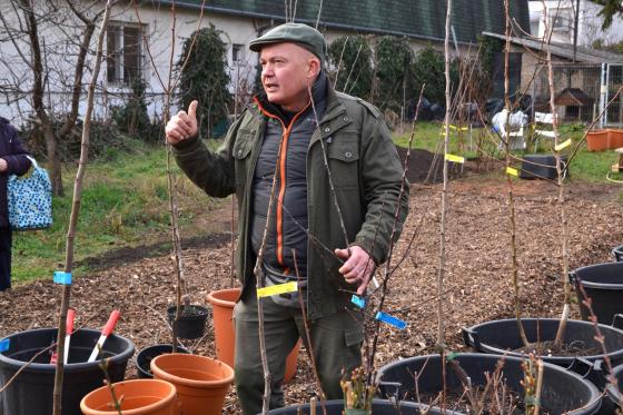 A képen Ádám Attila István főkertész látható néhány facsemetével