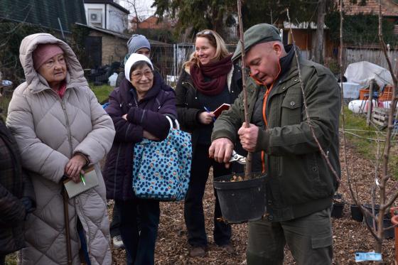 Ádám Attila István főkertész bemutatja a helyes metszést a jelenlévőknek