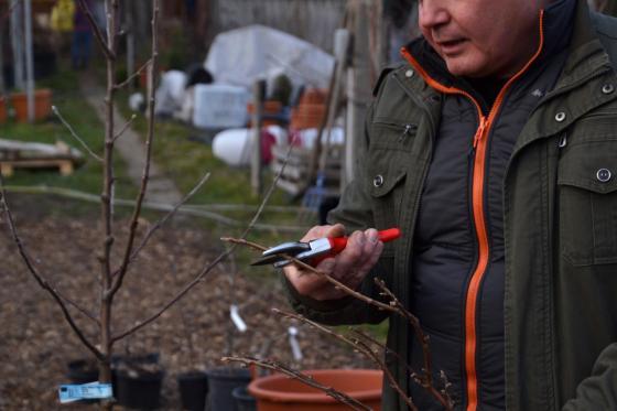 Kép a metszőolló szakszerű fogásáról