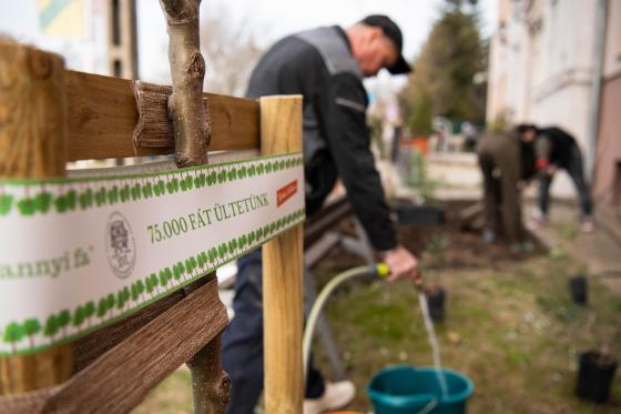 A képen a Hivatal előtti ültetés látható