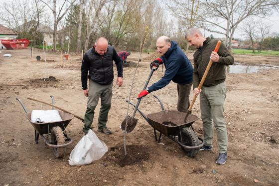 Szatmáry Kristóf képviselő, Szász József alpolgármester és Ádám Attila István főkertész ültetés közben