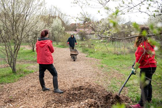 Önkéntesek ültetés közben