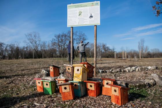 A képen madárodúk láthatóak