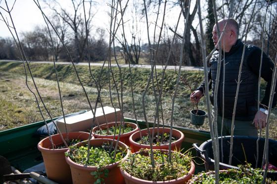Ádám Attila István főkertész az elültetendő facsemetékkel