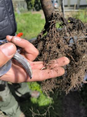 Az újonnan kihajtott gyökérhajtásokat mutatja Ádám Attila István főkertész