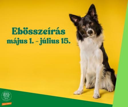 Ül egy border collie - Ebösszeírás május 1. - július 15.