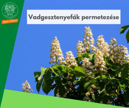 Vadgesztenyefák permetezése