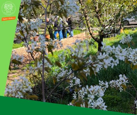 Virágzó fák, háttérben a hallgatóság