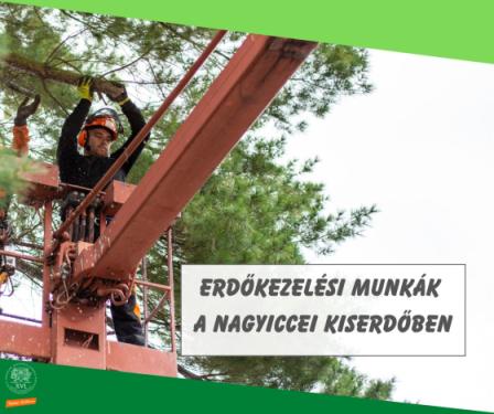 Erdőkezelési munkák a Nagyiccei kiserdőben