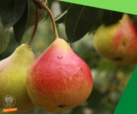 A képen egy körtefa látható