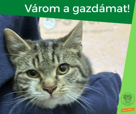 cirmos-fehér macska ölben