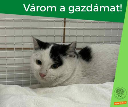 macska a kennelben - várom a gazdámat