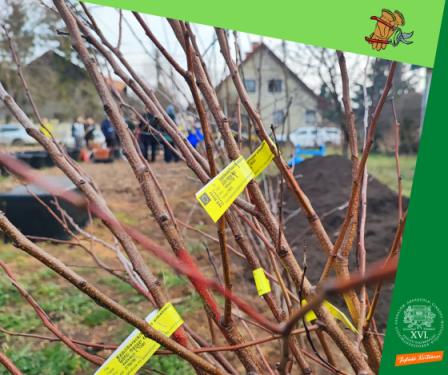 A kreatívon egy facsemete látható