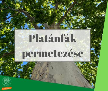 Platánfák permetezése - platánok a háttérben