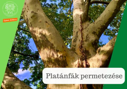 platánfák permetezése - egy platánfa