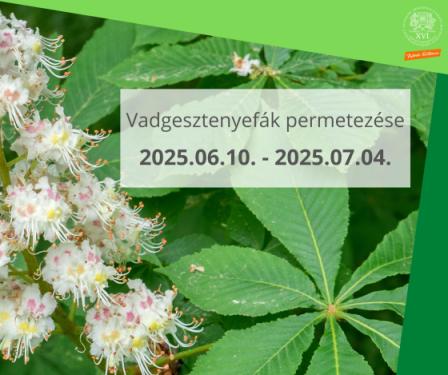 2025.06.10. - 2025.07.04. Vadgesztenyefák permetezése