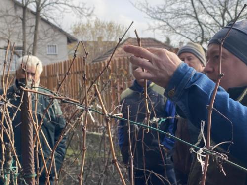 Ádám Attila István főkertész metszés közben