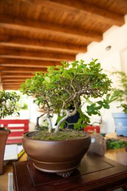 bonsai
