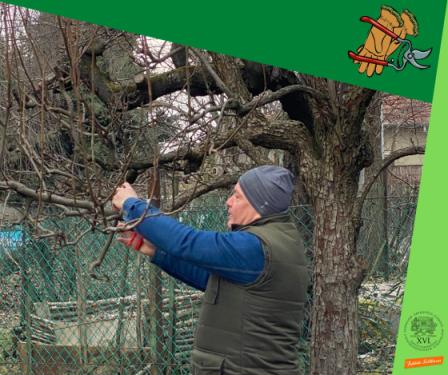 Ádám Attila István főkertész metszés közben