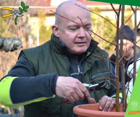 Ádám Attila István főkertész metszés közben