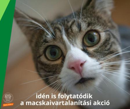 A kreatívon olvasható szöveg: idén is folytatódik a macskaivartalanítási akció
