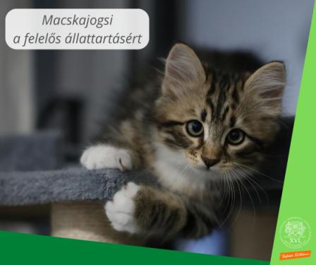 A kreatívon olvasható felirat: macskajogsi a felelős állattartásért