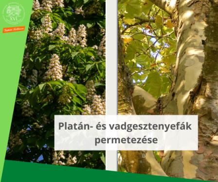 Platán- és vadgesztenyefák  permetezése
